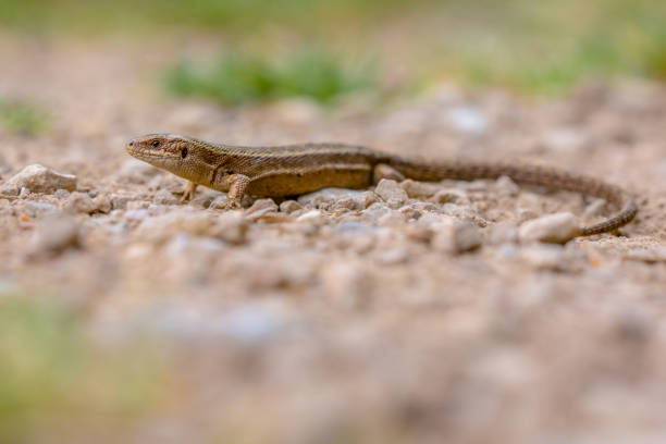 istock Viviparous lizard on gravel 866782048