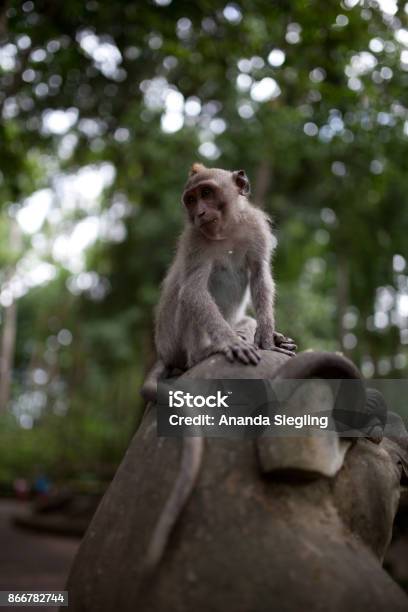 Monkey With Funny Hair Sitts On A Temple Statue And Looks Down Stock Photo  - Download Image Now - iStock