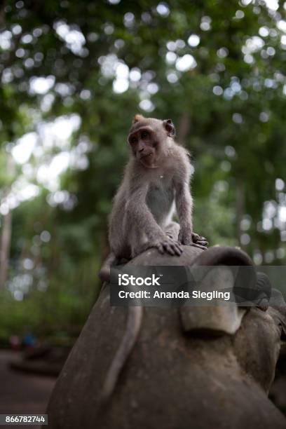 Monkey With Funny Hair Sitts On A Temple Statue And Looks Down Stock Photo - Download Image Now - iStock Monkey With Funny Hair Sitts On A Temple Statue And Looks Down Stock Photo - Download Image Now - iStock