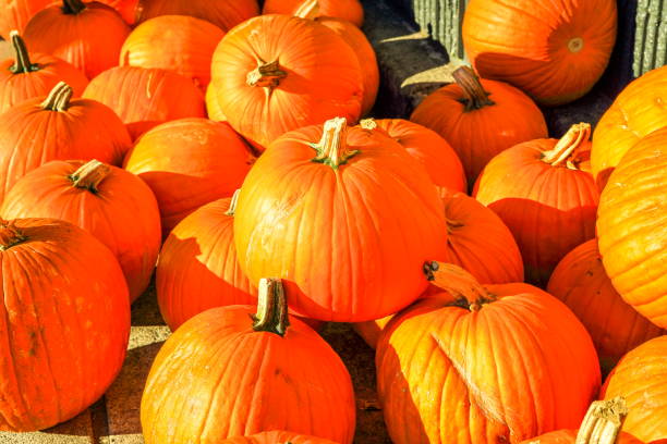 istock Pile of orange pumpkins 866785842