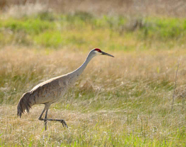 istock Sandhill Crane in Idaho USA 02 866789198