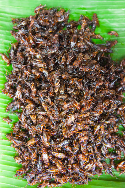 istock a pile of deep fried crickets on banana leaf 866789484