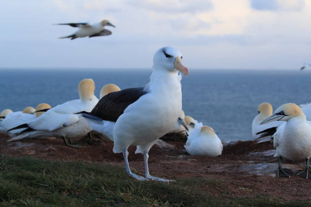 istock Black-browed Albatros ( Thalassarche melanophris ) or Mollymawk Helgoland Island Germany 866792314
