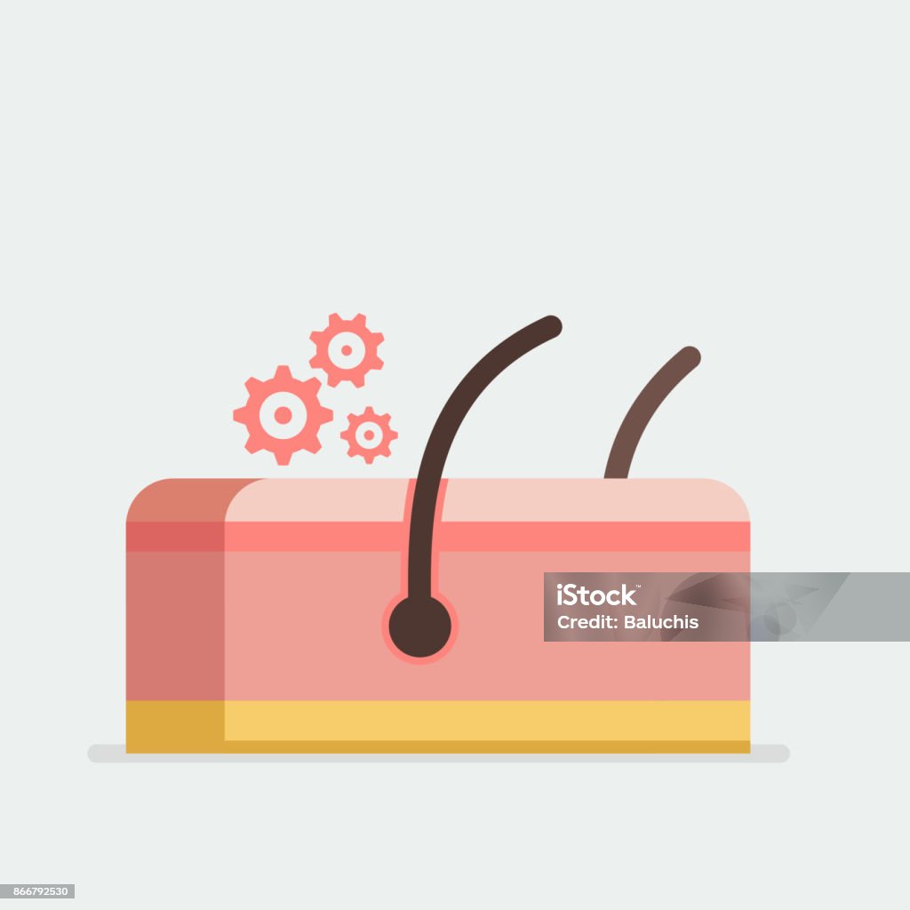 Skin Vector Image Skin Vector Illustration Stock Illustration - Download Image Now ...