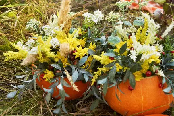 Autumn bouquet. Pumpkin. Bright flowers. Nature.