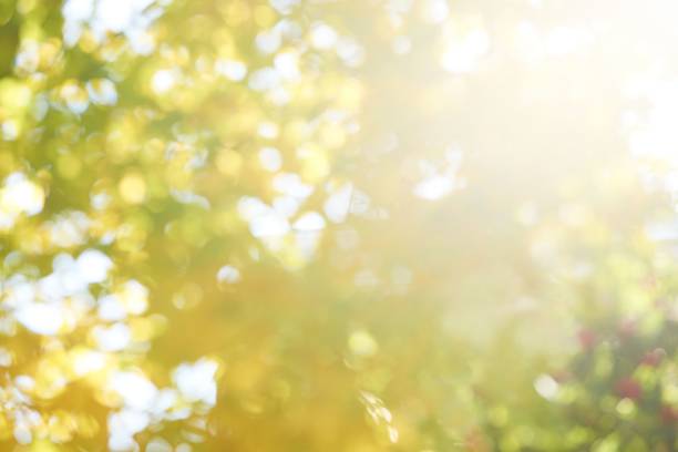 istock Sunny background. Leaves. Nature. The sun. Yellow. Green 866792882