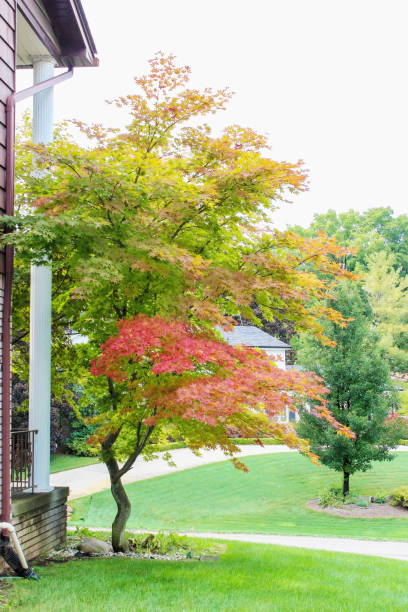 istock A young Maple tree turning red for the Fall in early October 866796886