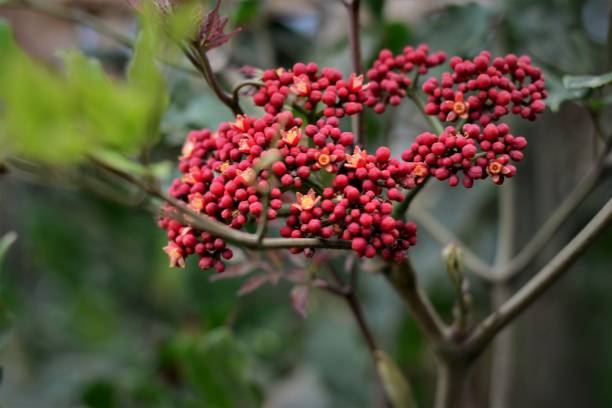 istock The flower of Leea Coccinea rubra 866799080