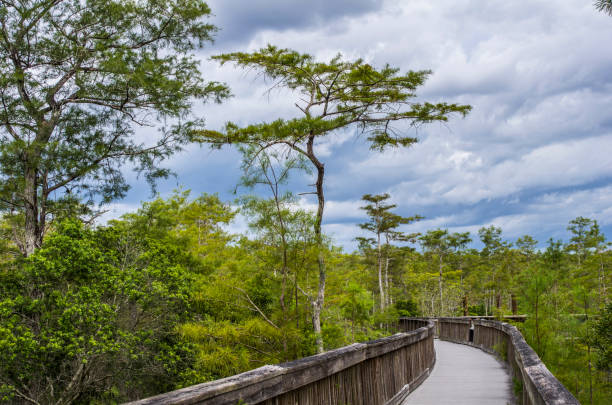 szlak turystyczny everglades - big cypress zdjęcia i obrazy z banku zdjęć