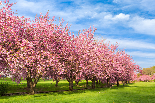 Cherry tree blossom explosion on a sunny April morning, in Hurd Park, Dover, New Jersey.