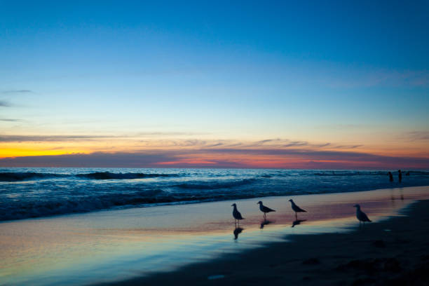 istock breathtaking sunset with sea gulls on the beach 866803166