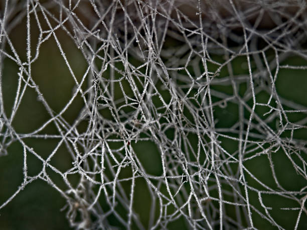 istock The first frost. Everything was frozen around. 866804408