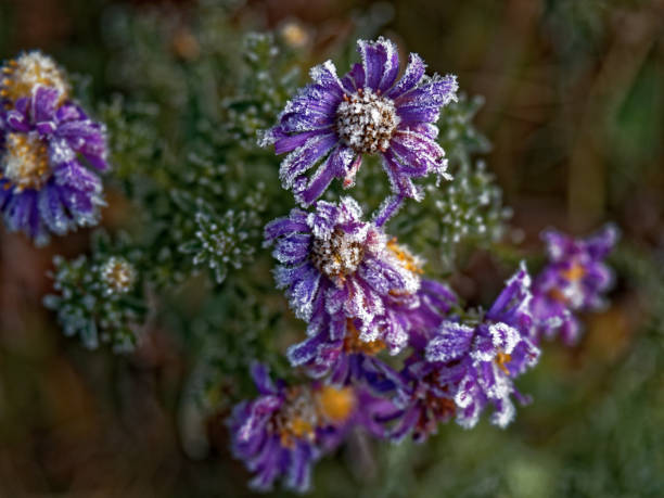 istock The first frost. Everything was frozen around. 866806598