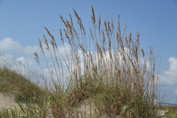 oregon inlet dune sehafer - sand sea oat grass beach sand dune stock-fotos und bilder
