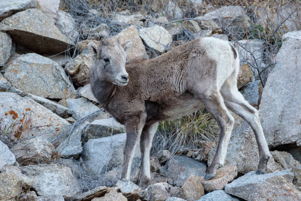 istock Colorado Rocky Mountain Bighorn Sheep 866807634
