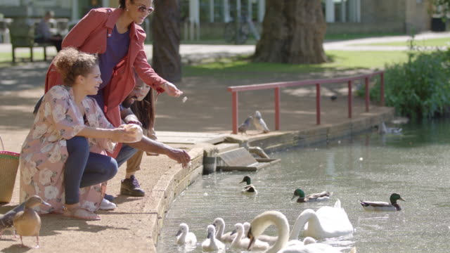 Friends feeding ducks and swans at pond in park