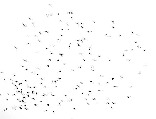 istock A flock of birds in the sky on a white background 866819342