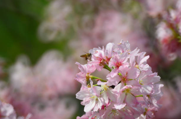 istock sukura flowers on a spring day 866825502