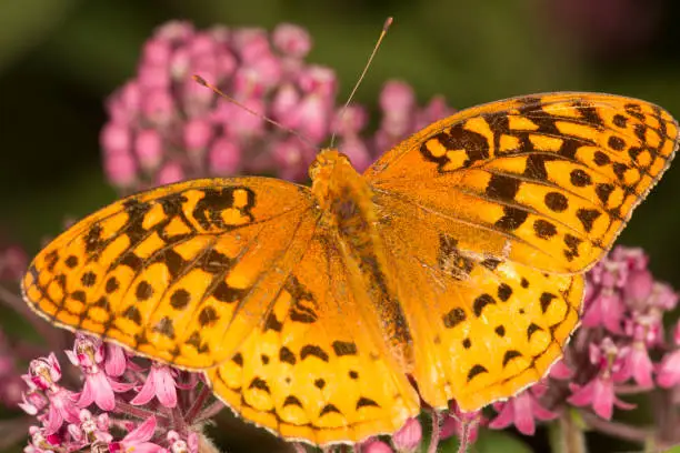 Photo of Great spangled fritillary butterfly on milkweed flowers in Vernon, Connecticut.