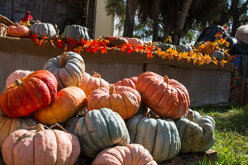 Colored Pumpkin patch in Florida, Miami before Halloween and Thanksgiving holidays