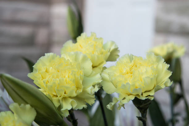 Bouquet of flowers - yellow cloves