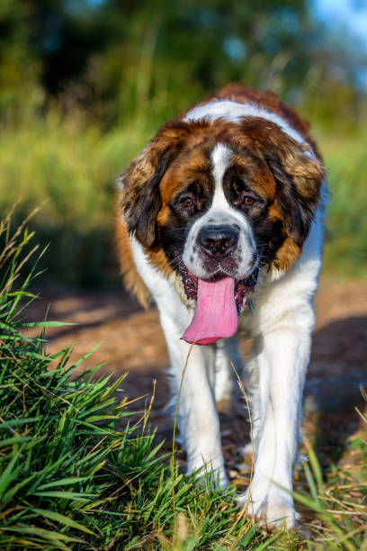 istock Happy Saint Bernard at the dog park 866830014
