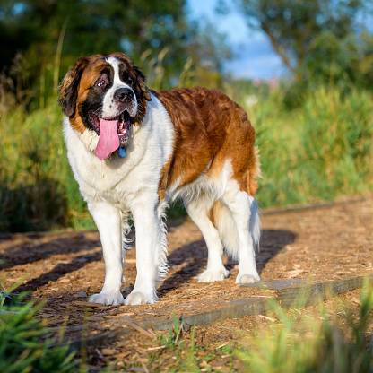 Saint Bernard looking up adoringly while walking on a path in the dog park