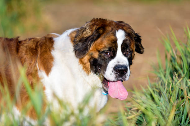istock Happy Saint Bernard at the dog park 866830024