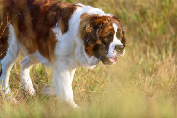 istock Happy Saint Bernard at the dog park 866830186