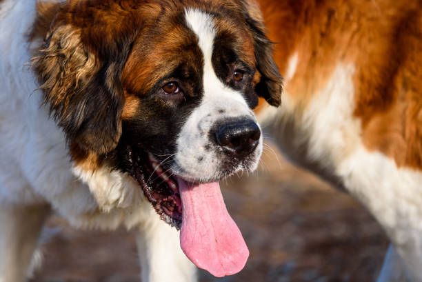 istock Happy Saint Bernard at the dog park 866830202