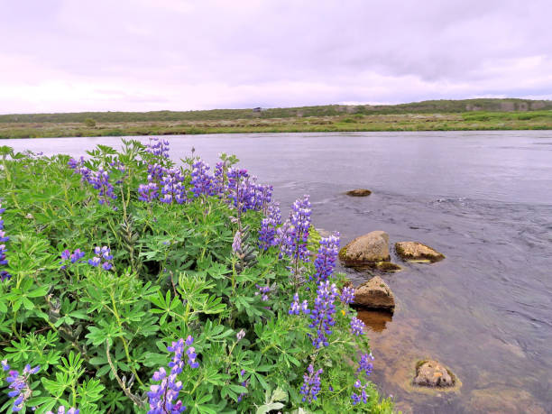 istock Iceland view of Tungufljot river 2017 866833626