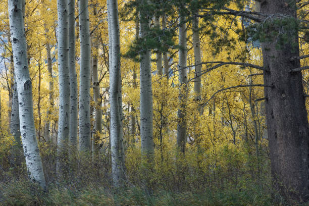 istock Golden leaves from Fall Foliage 866834236