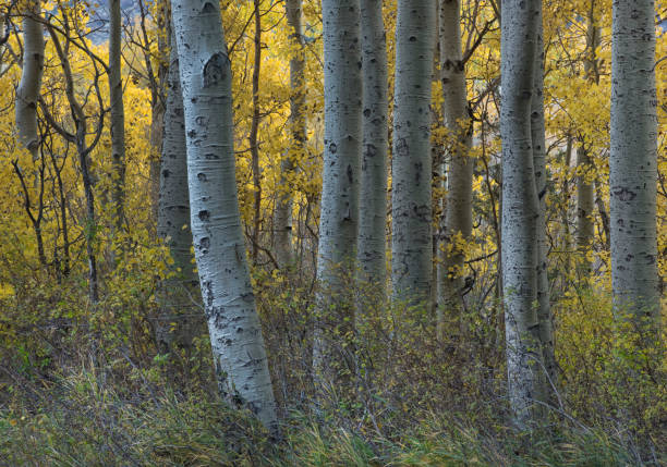 istock Golden leaves from Fall Foliage 866834244