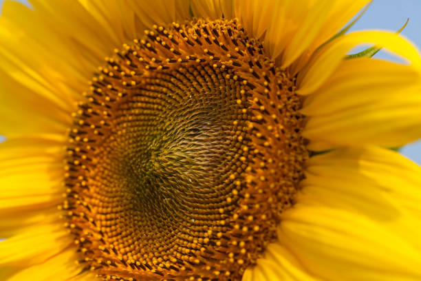 istock head of sunflower 866834326