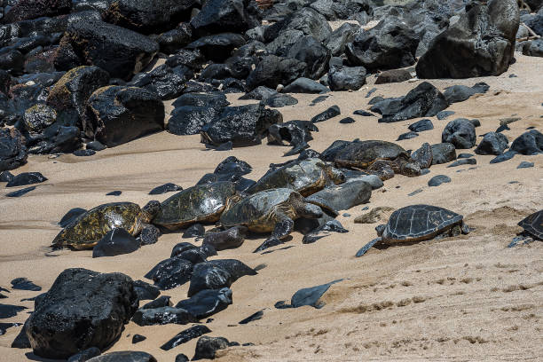 istock Green sea turtle on the beach 866837496