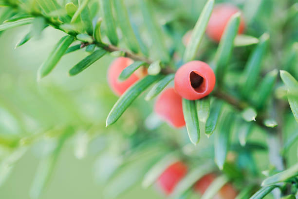 Japanese yew, Taxus chinensis, Taxus cuspidata, berry and tips Berries and tree tips of native Japanese yew grown in Northeast China taxus cuspidata stock pictures, royalty-free photos & images