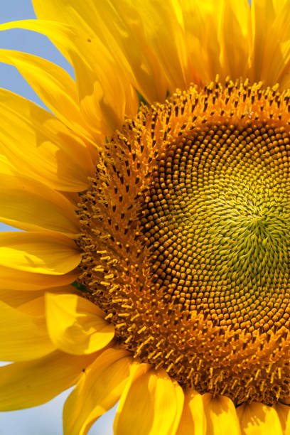 istock head of sunflower 866840642