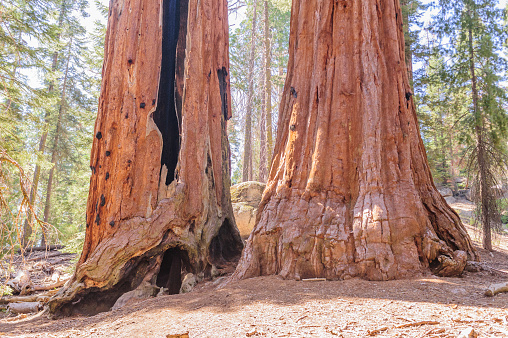 A Giant Sequoia in the General Grant Grove, Kings Canyon National Park