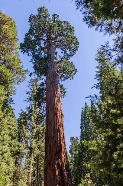 istock Giant Sequoia in the Grant Grove 866840942