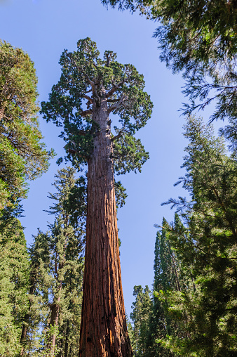 A Giant Sequoia in the General Grant Grove, Kings Canyon National Park