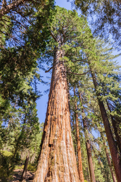 istock Giant Sequoia in the Grant Grove 866841306