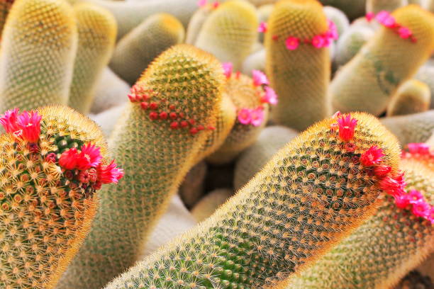 自然の中のサボテンと多肉植物の植物美容: ピンク全羅道花満開 - 砂漠の風景で緑豊かな緑のガーデンとサボテン - desert flower california cactus ストックフォトと画像