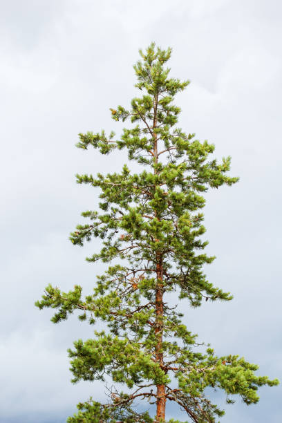 istock Beautiful top of a pine 866846928
