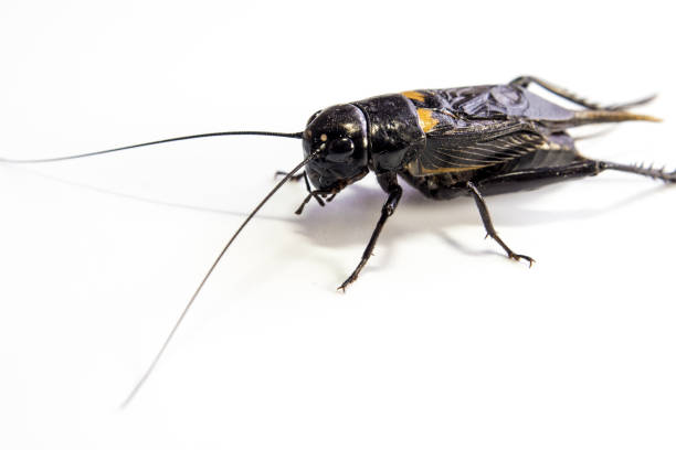 istock Common black cricket , isolated insect on white background 866847046