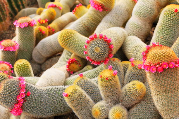 自然の中のサボテンと多肉植物の植物美容: ピンク全羅道花満開 - 砂漠の風景で緑豊かな緑のガーデンとサボテン - desert flower california cactus ストックフォトと画像