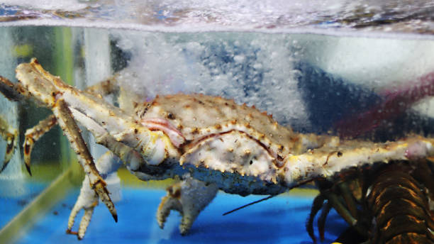 istock King Crab at the Aquarium 866852508