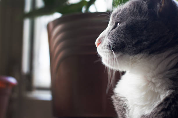 primo piano del ritratto del gatto dai capelli grigi. - bcharre foto e immagini stock