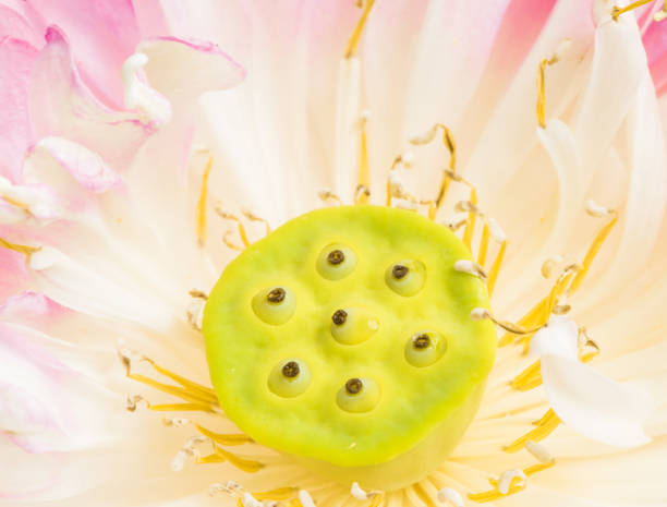 istock Close up of open lotus flower blossom 866856432