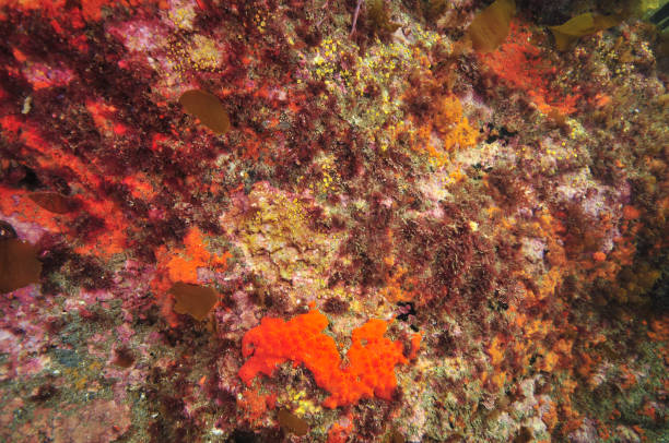 Colourful reef wall Rocky reef wall covered with colourful encrusting invertebrates and pink algae. coralline red algae photos stock pictures, royalty-free photos & images