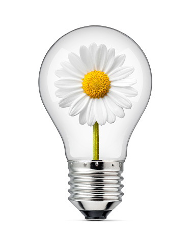 Light bulb with daisy inside on a white background.